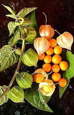 گُلدن بِری
